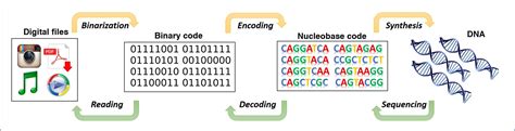 Data And DNA: Encoding Digital Files Into Genetic Material Creates ...