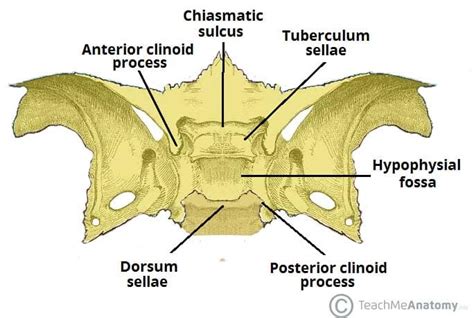 Sphenoid Bone - Location - Structure - Function - TeachMeAnatomy