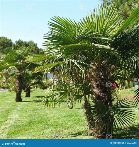 Palm Tree Chamaerops Excelsa Stock Image - Image of mediterranean, lawn ...