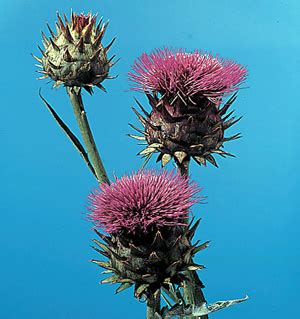 Artichoke Plant Care | Cynara Scolymus Flower