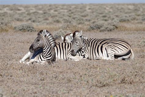 337 Zebra Sleeping Stock Photos - Free & Royalty-Free Stock Photos from ...