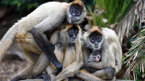 Spider monkey | Endangered Monkeys | Auckland Zoo