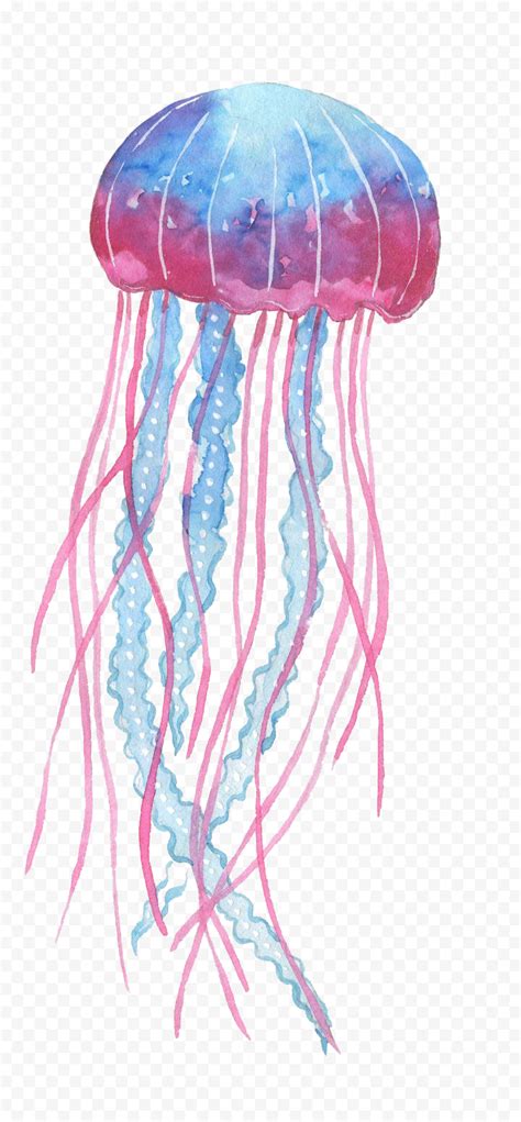 Box Jellyfish PNG Transparent Image PNG, SVG Clip art for Web ...