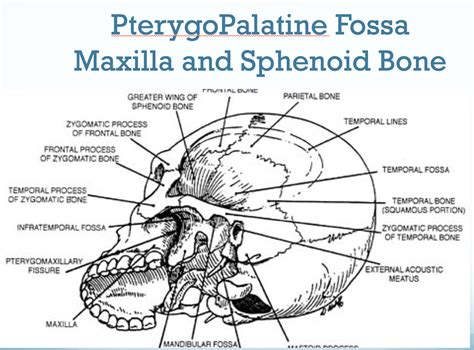 Sphenopalatine Ganglion Block