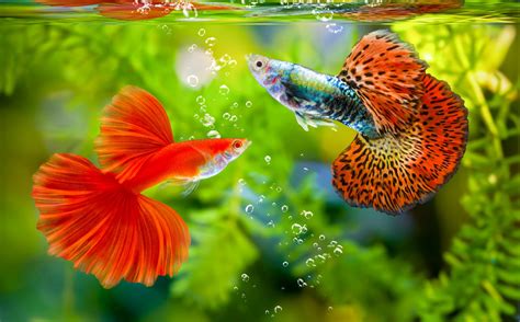 The hidden environmental impacts of tropical fish aquariums - Earth.com