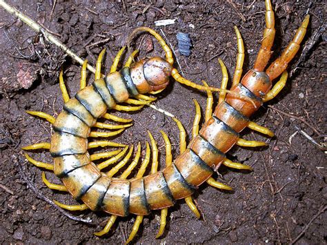 The Centipede That Bites: Scolopendra Cingulata - Owlcation