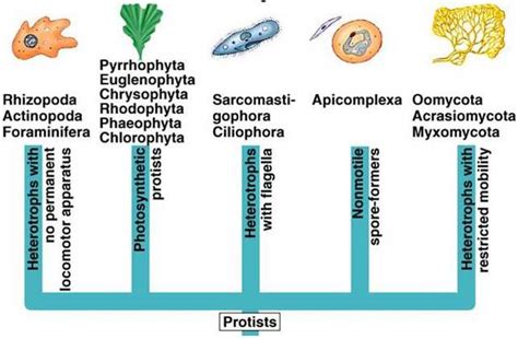 Kingdom Protista Classification Chart