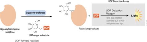 Why We Care About Glycosyltransferases - Promega Connections