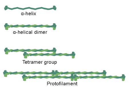 What are intermediate filaments? | Homework.Study.com