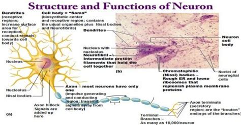 Nodes of Ranvier Function - Ralph-has-Alvarez