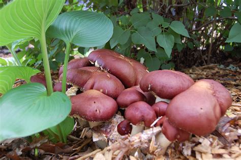 this is King Stropharia mushroom(s) growing in the neighbors mushroom ...