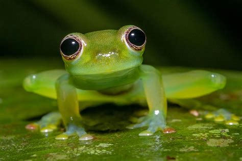 Glass Frog Images - Sleeping Glass Frog Photograph by Alan Olansky ...