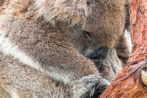 Wild koala sleeping on a tree 12219973 Stock Photo at Vecteezy