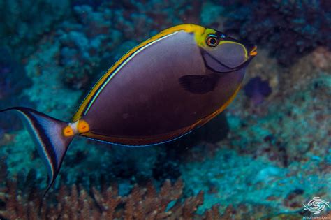 Elegant Unicornfish -Facts and Photographs | Seaunseen