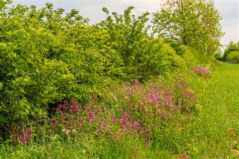 Grants to protect Cumbria's hedgerows - cumbriacrack.com