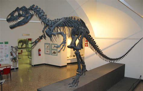 Utah State Fossil - Allosaurus - FossilEra.com