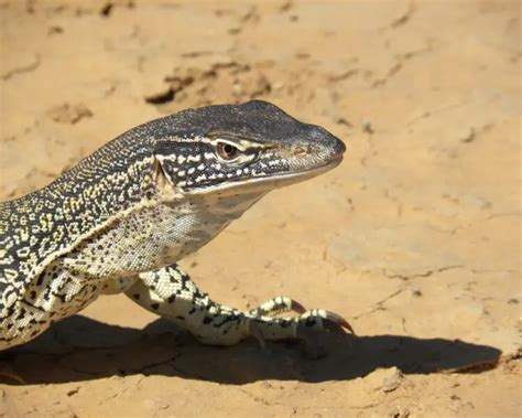 Sand goanna - Facts, Diet, Habitat & Pictures on Animalia.bio