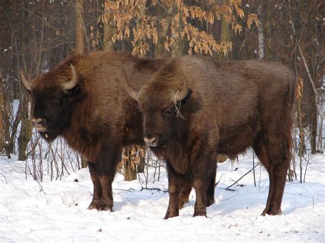 Chernobyl Disaster: Wildlife Thriving As Researchers Find Humans Are ...