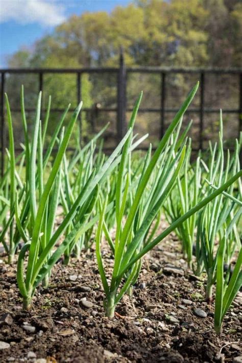 How to Grow Green Onions - Growfully