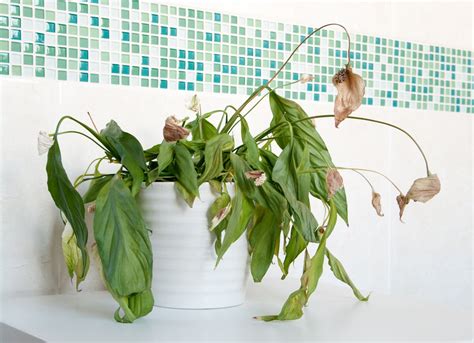 6 Reasons Your Plants Keep Dying – Plant Culture PH