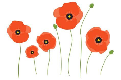 Vector Poppy Flowers | Poppy flower art, Poppy flower drawing, Poppy ...