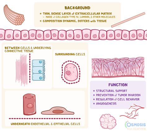 Basement Membrane: What Is It, How It’s Formed, and More | Osmosis