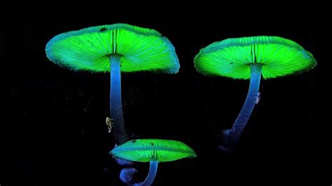 Bioluminescent Mushrooms! - YouTube