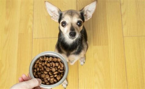 Best Dog Food For Chihuahuas: Puppy, Senior, Wet & More