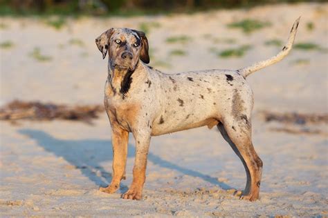 Catahoula Leopard Dog Growth Chart (Weight Chart & Size Chart)