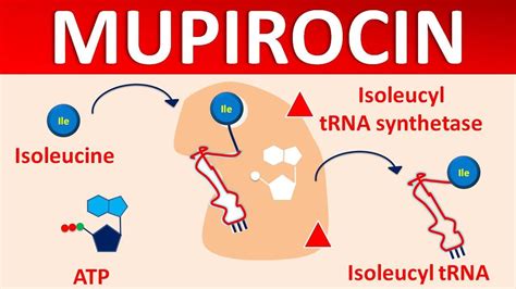 Mupirocin - Mechanism, side effects, precautions & uses - YouTube