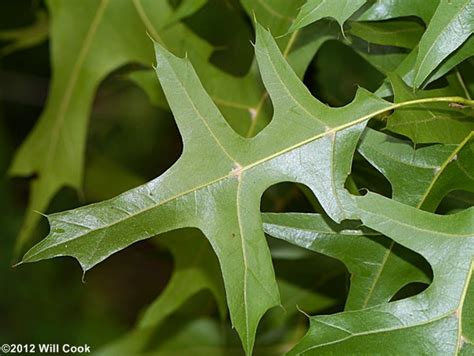 Quercus Palustris Pin Oak