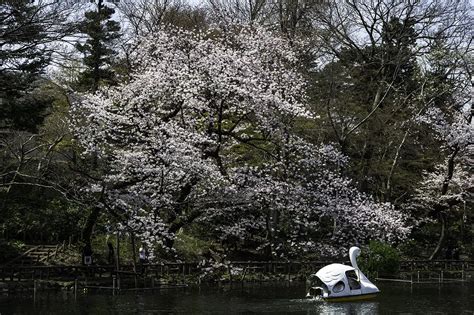 2017 Inokashira Park Cherry Blossoms: Flowers That Inspire