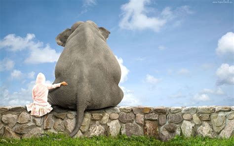 1920x1200 cute high quality images | Elephant wallpaper, Animal ...