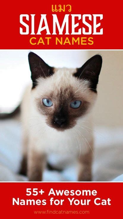 Male Siamese Cat Names ~ 20 collection of ideas about how to make your ...