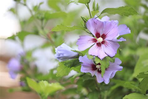 12 Rose of Sharon Varieties for Your Landscape