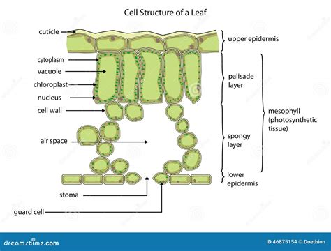 Chloroplast Function Leaf - Osmond Parviz