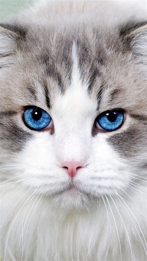 Cat blue eye, cat, eye, HD phone wallpaper | Peakpx