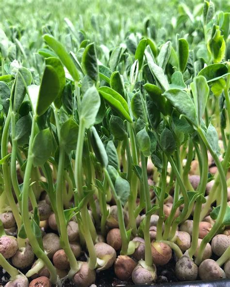 Pea Sprouts & Microgreens Seeds - 25grams - Certified Organic, Non-GMO ...