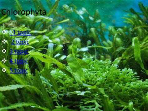 Chlorophyta color - online presentation