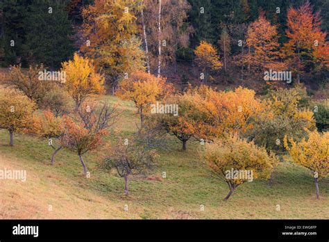 Fall colors trees Stock Photo - Alamy