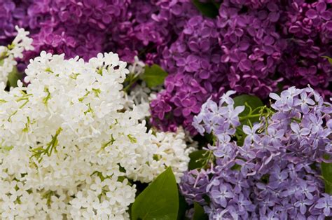 Lilac Varieties Images ~ The 20 Best Lilac Varieties To Grow In Your ...