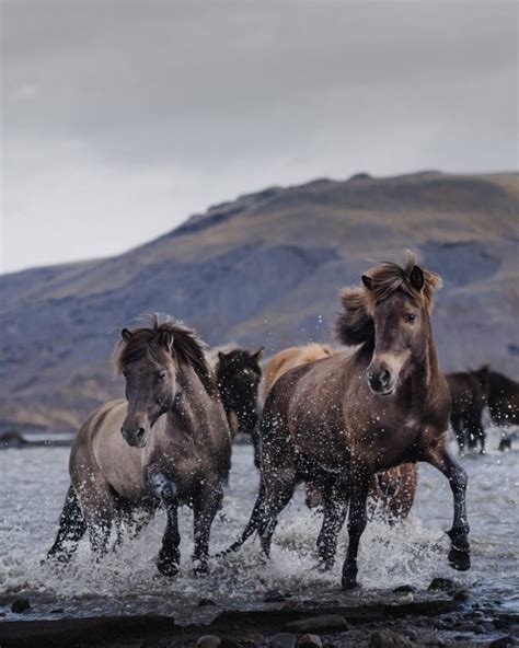 The five Gaits of the Icelandic horse. - Islandshestar.is