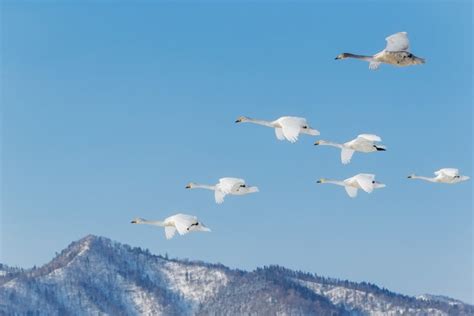 Whooper Swan Landing In Lake • Anette Mossbacher Photography