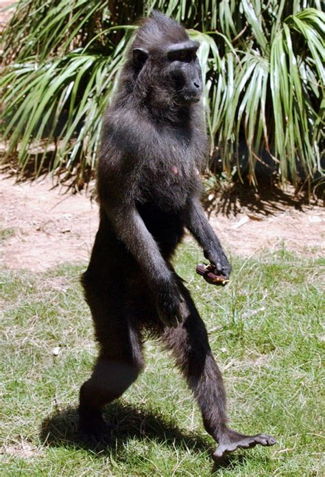 Monkey apes humans by walking on two legs