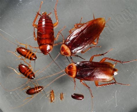 Baby Roaches - Top 10 Ways to Get Rid of Baby Roaches