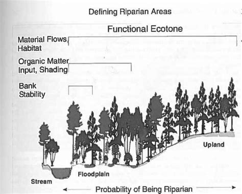 The functions of Riparian Zone | Download Scientific Diagram