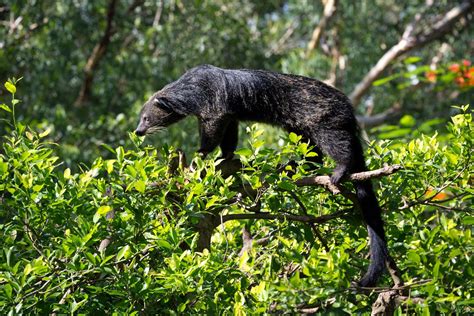 BINTURONG - Características, hábitat, alimentación y reproducción (con ...