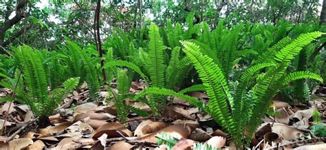 Ostrich Fern (Matteuccia Struthiopteris): Identification, Edible Uses ...