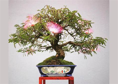 Care guide for the Silk tree Bonsai tree (Albizia or Mimosa) - Bonsai ...