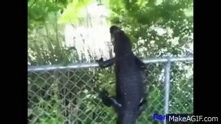 Florida Alligator Climbs Fence And Jumps Over It on Make a GIF